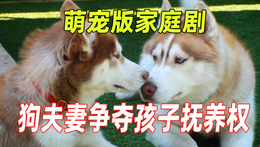 2025新澳今晚资料管家婆,女生长期把电脑放腿上办公长出蟒蛇纹,国产化作答解释落实_开发版V14.65